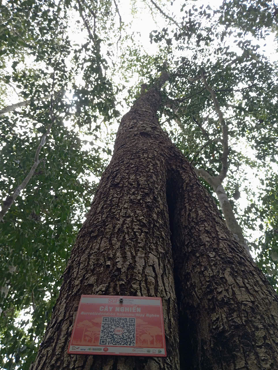 Ảnh cây