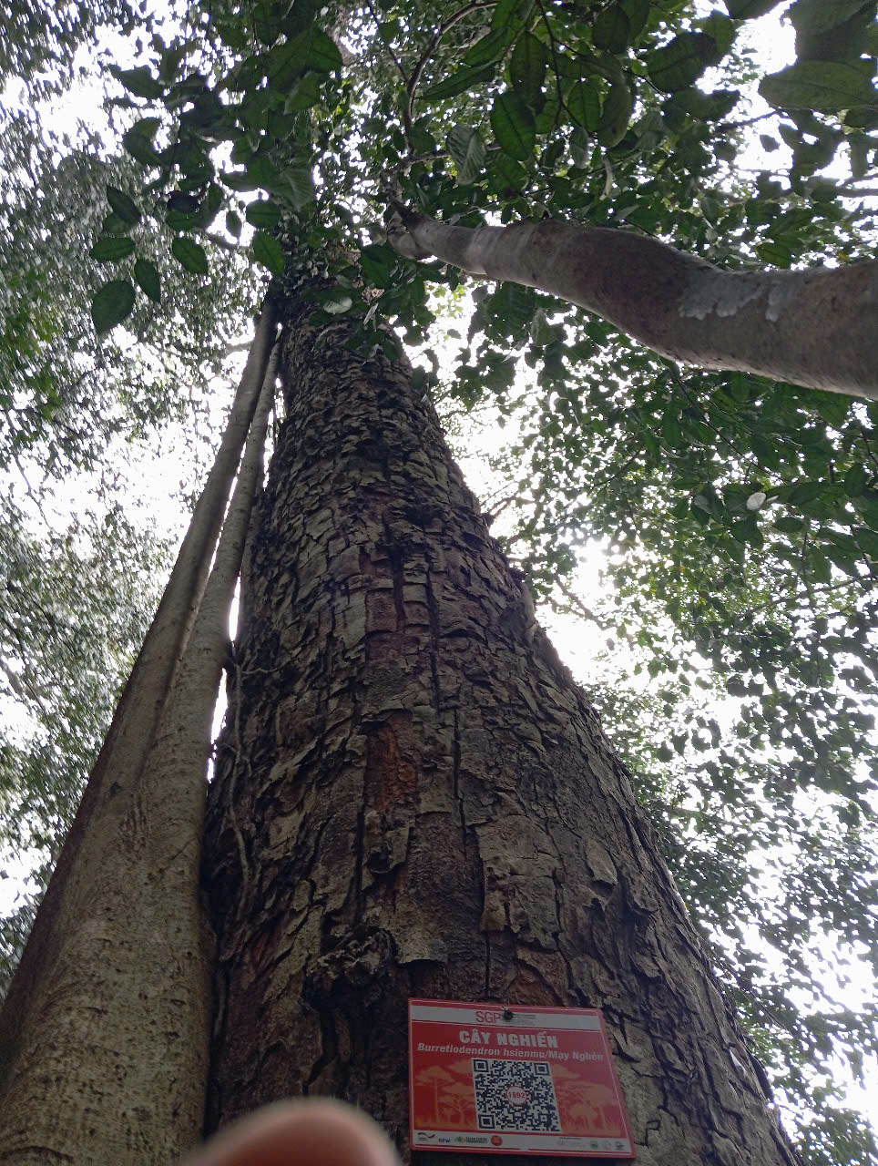 Ảnh cây