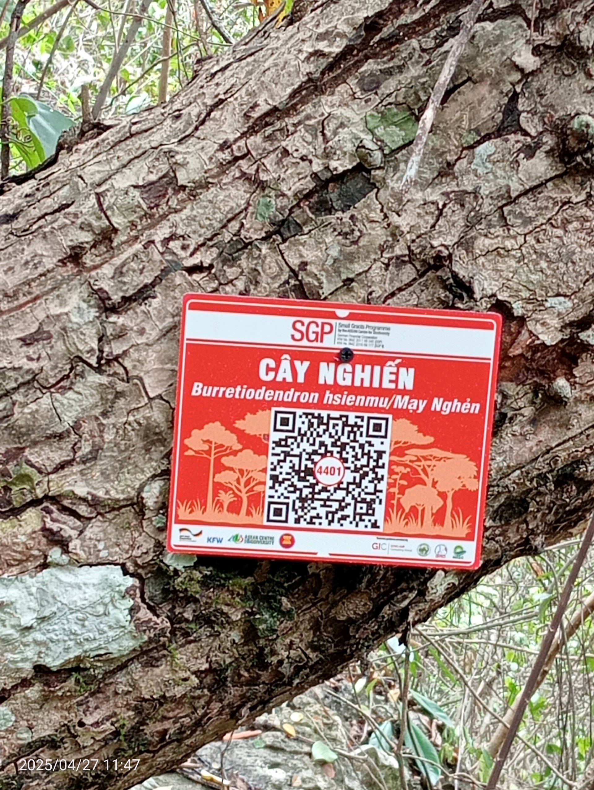 Ảnh cây