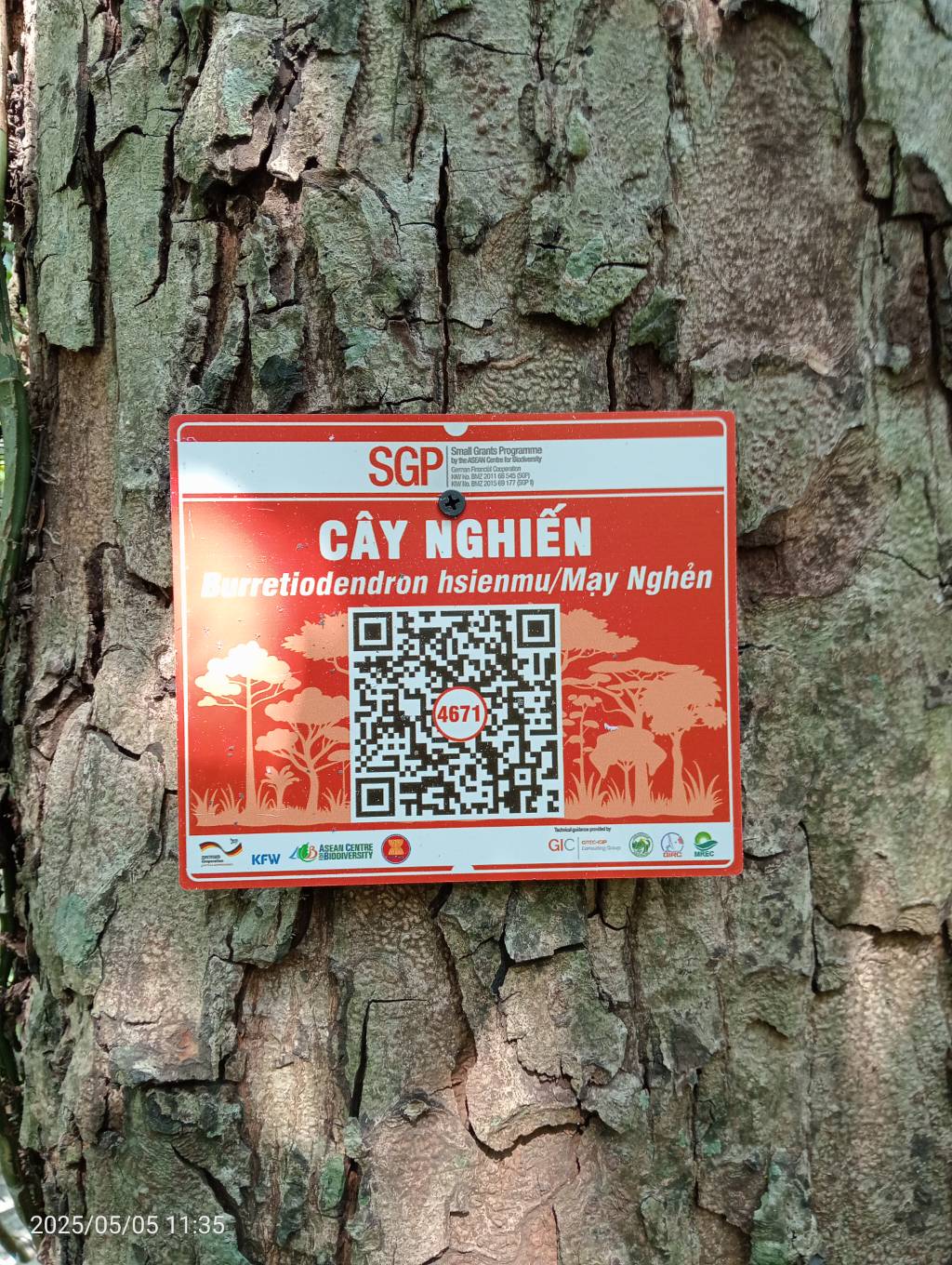 Ảnh cây