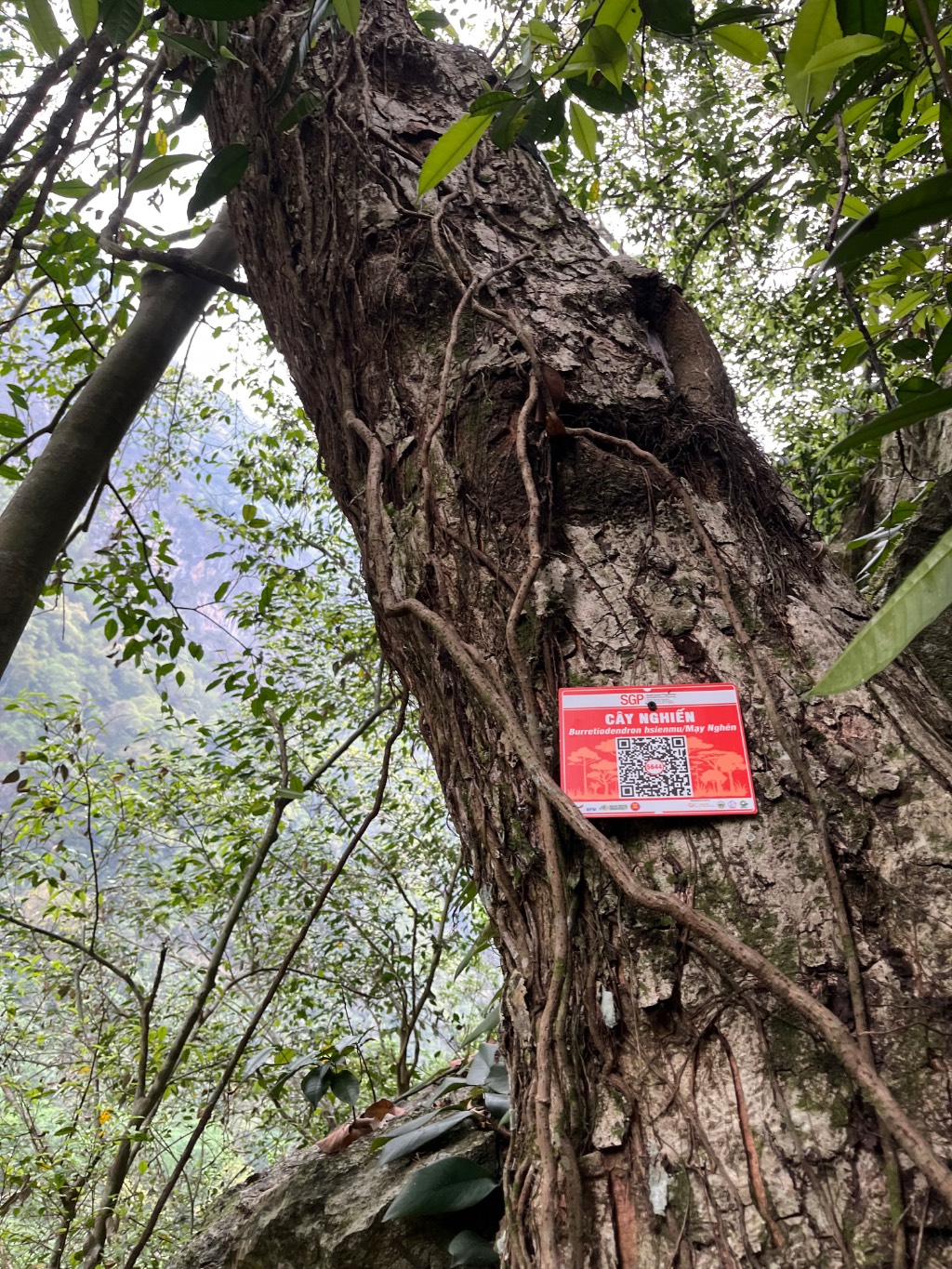 Ảnh cây