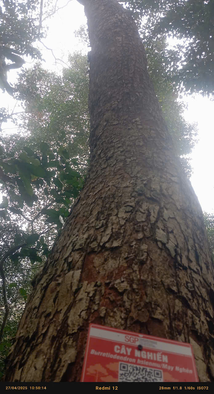 Ảnh cây