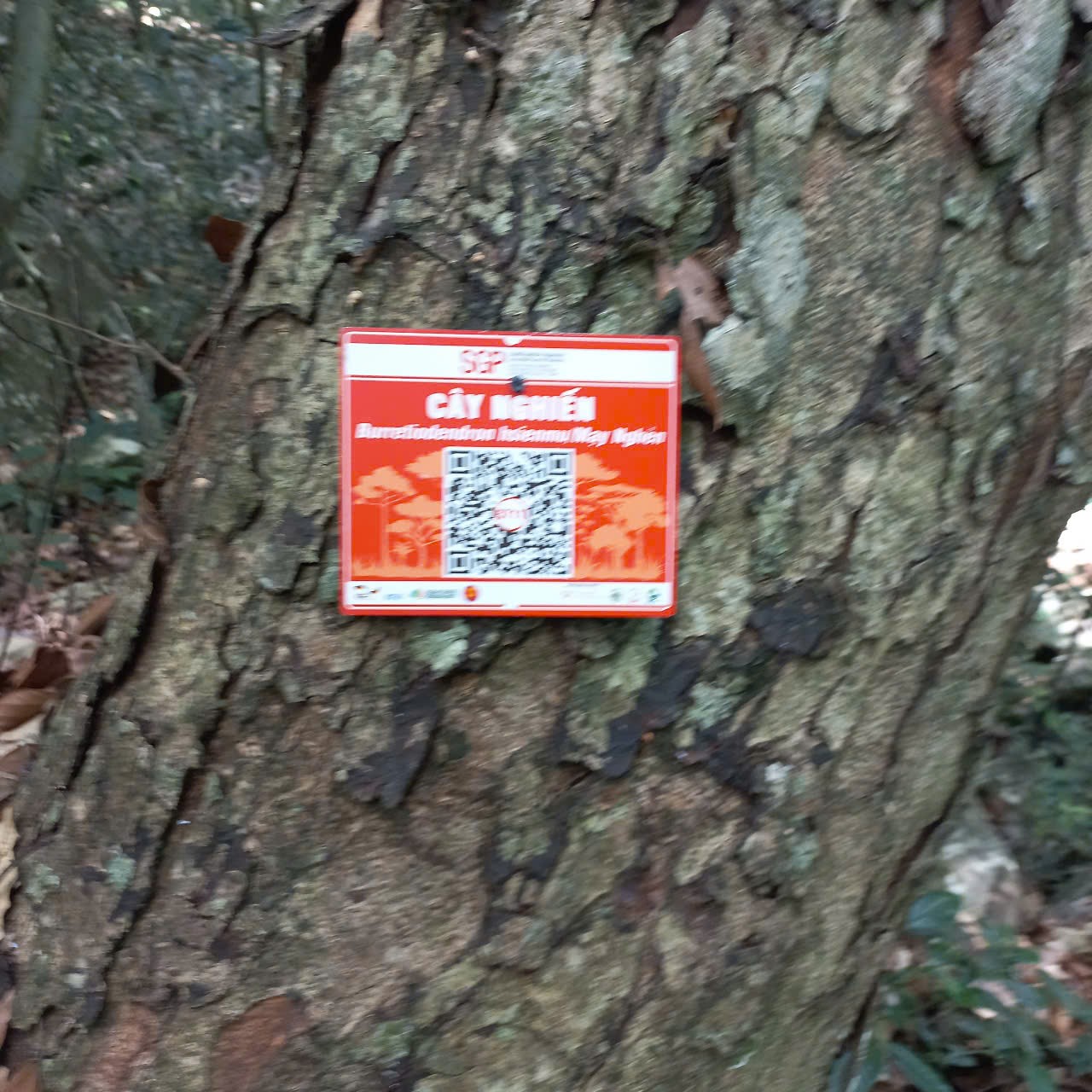 Ảnh cây