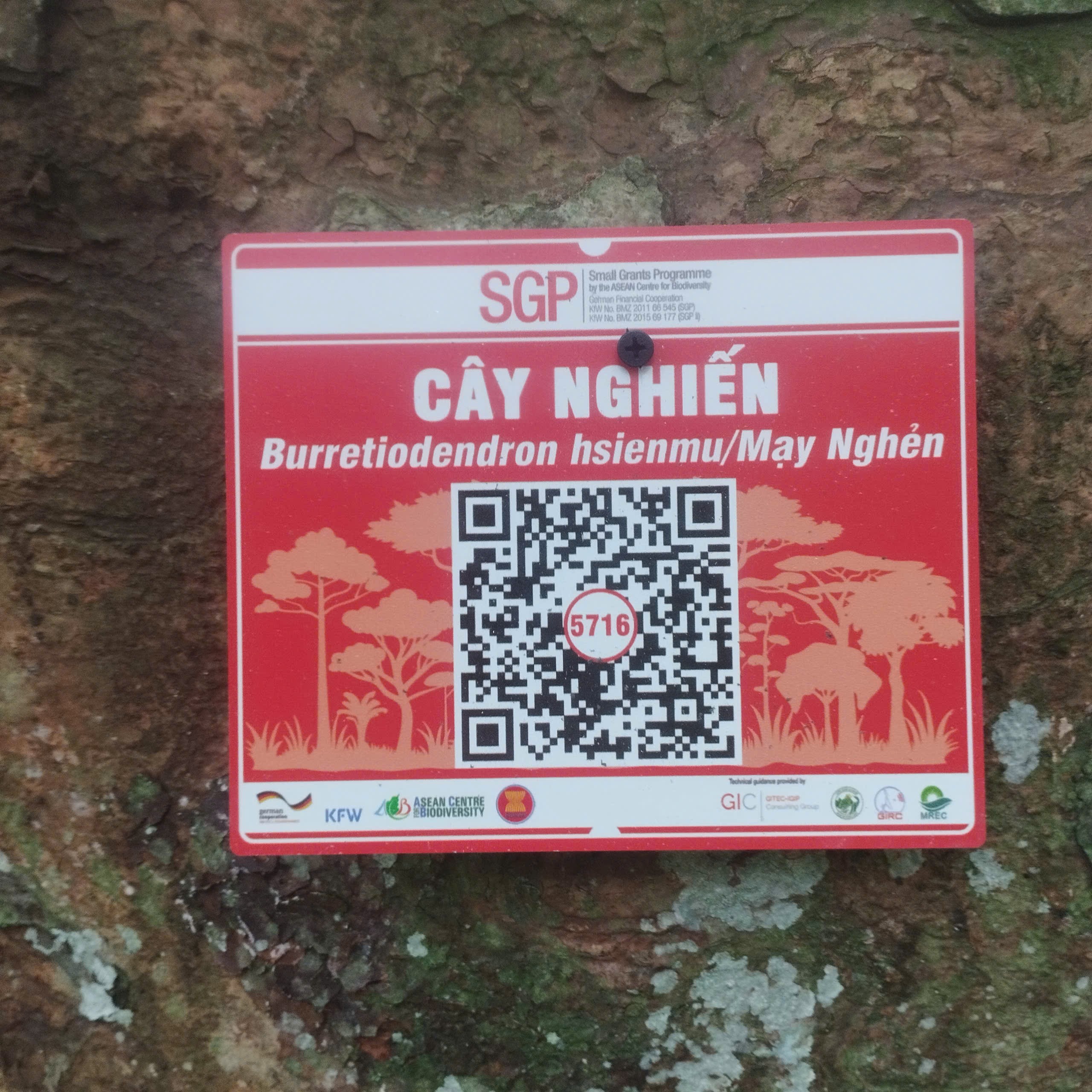 Ảnh cây