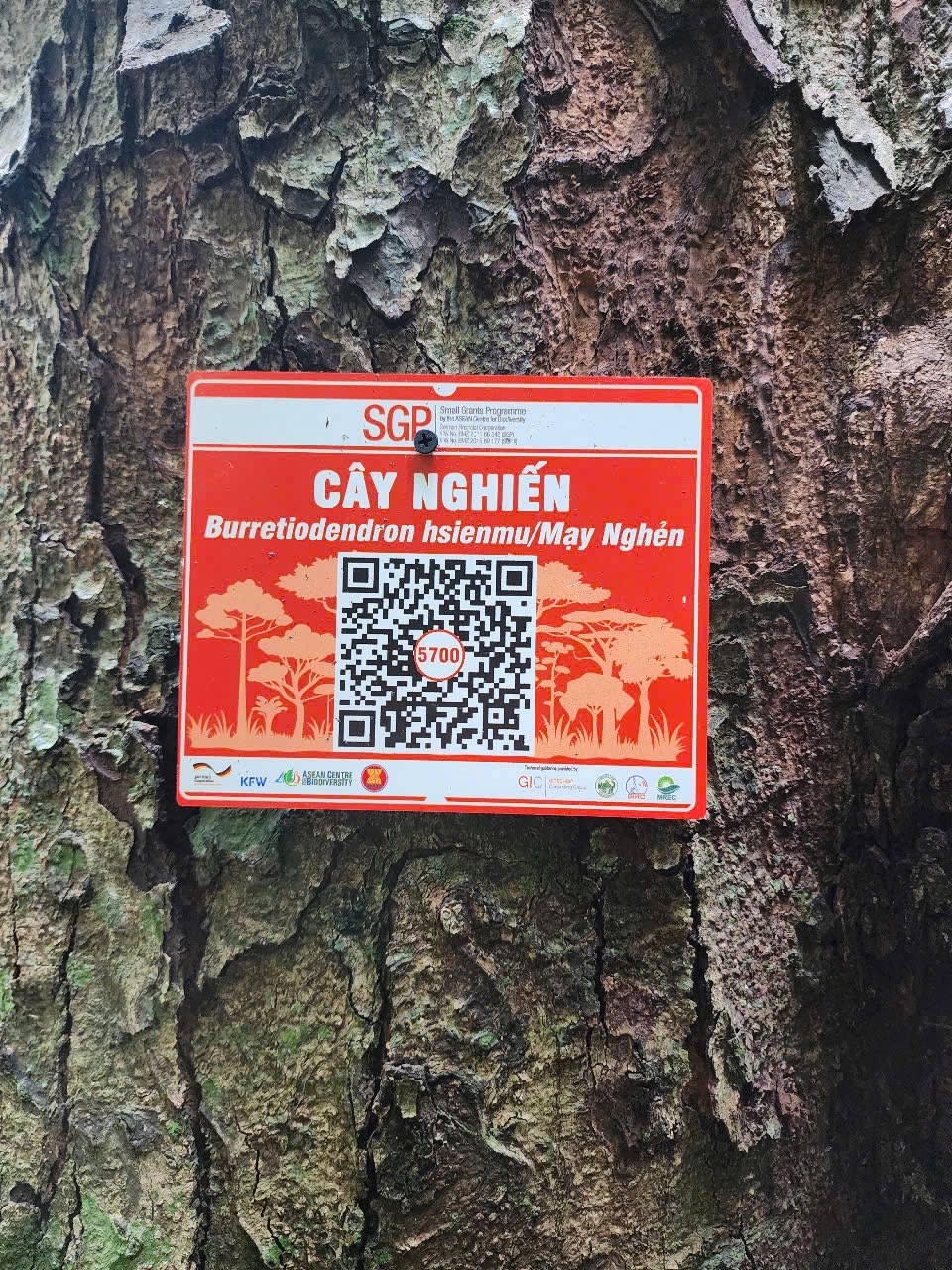 Ảnh cây