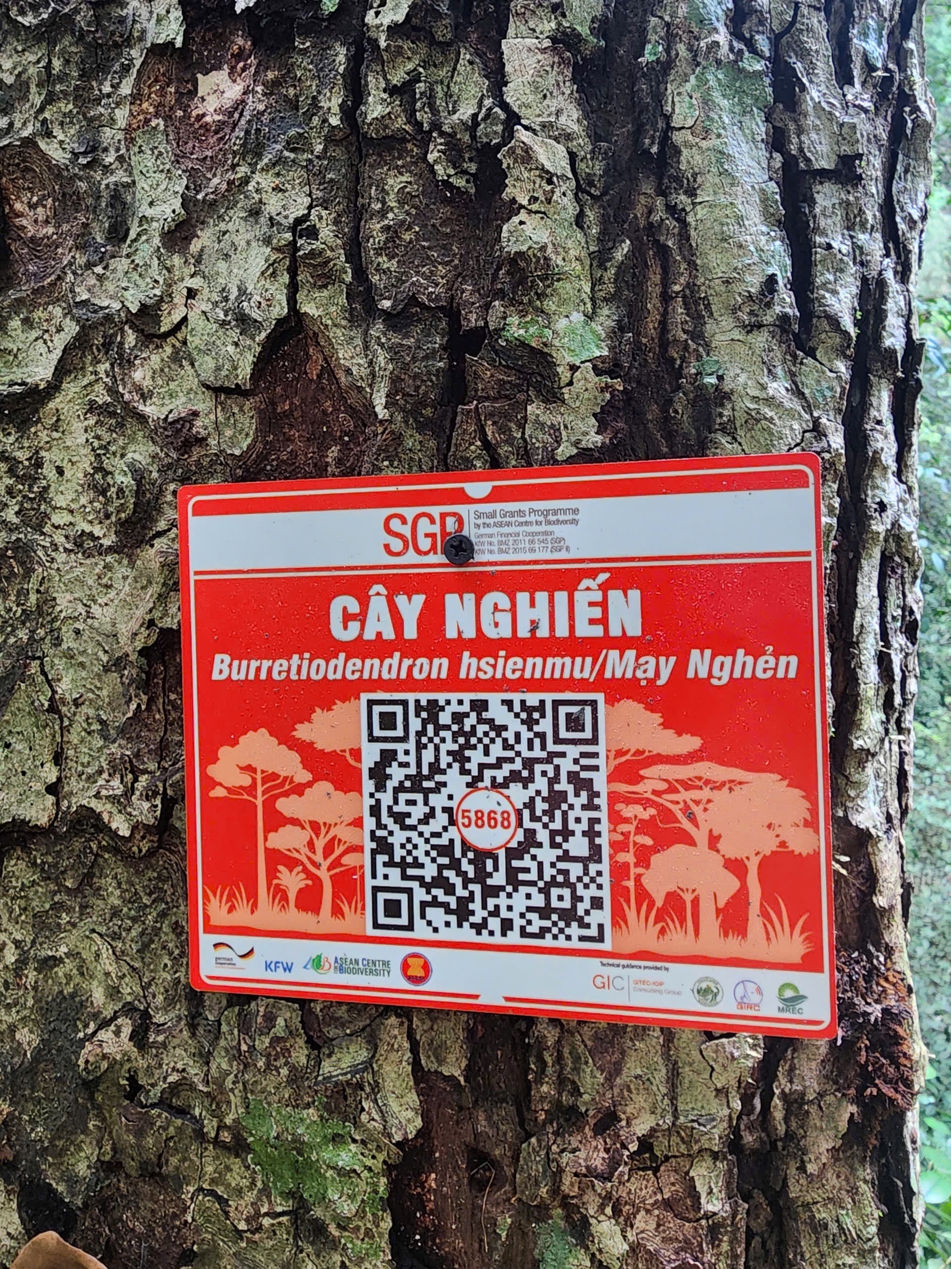Ảnh cây
