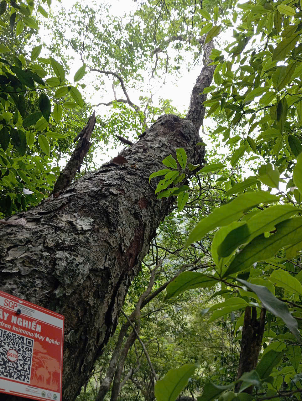 Ảnh cây