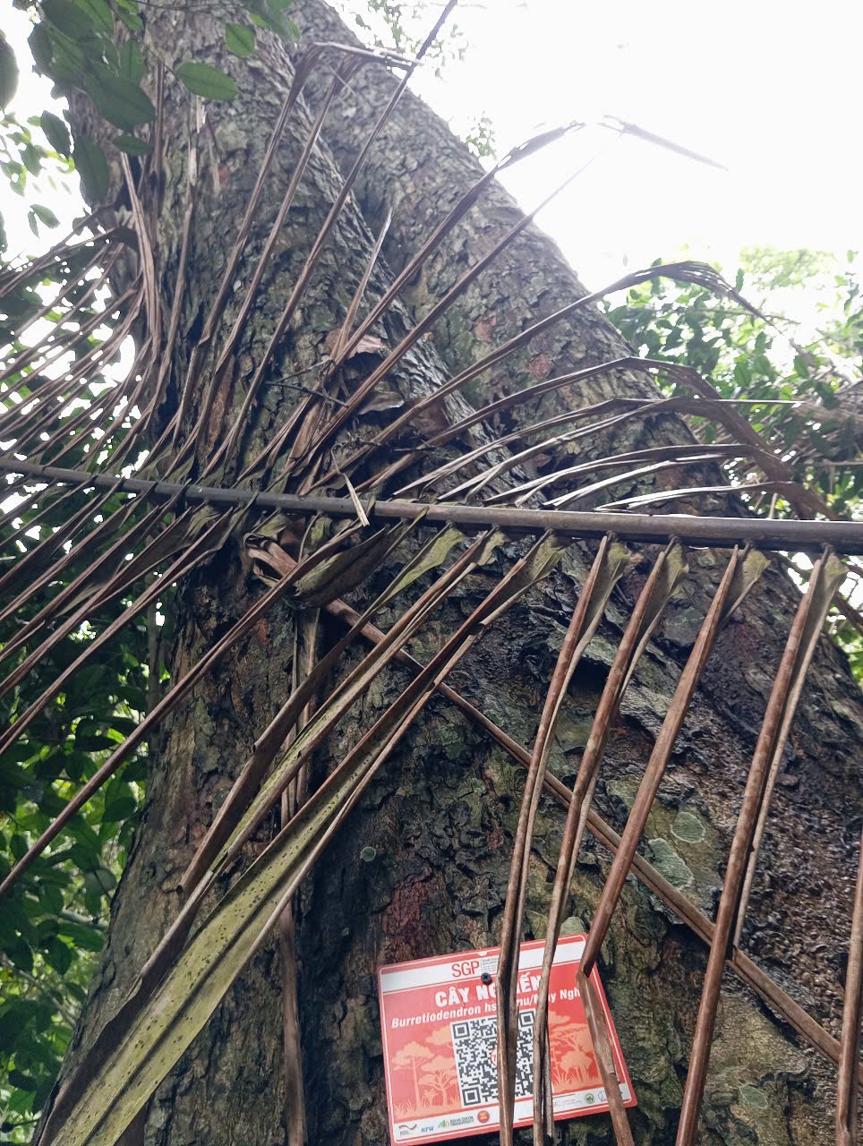Ảnh cây