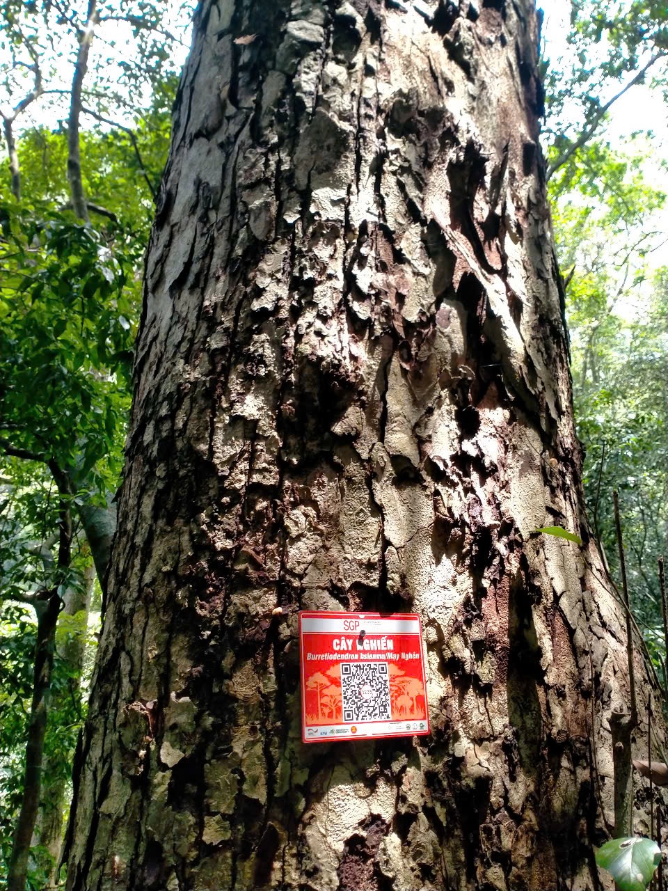 Ảnh cây