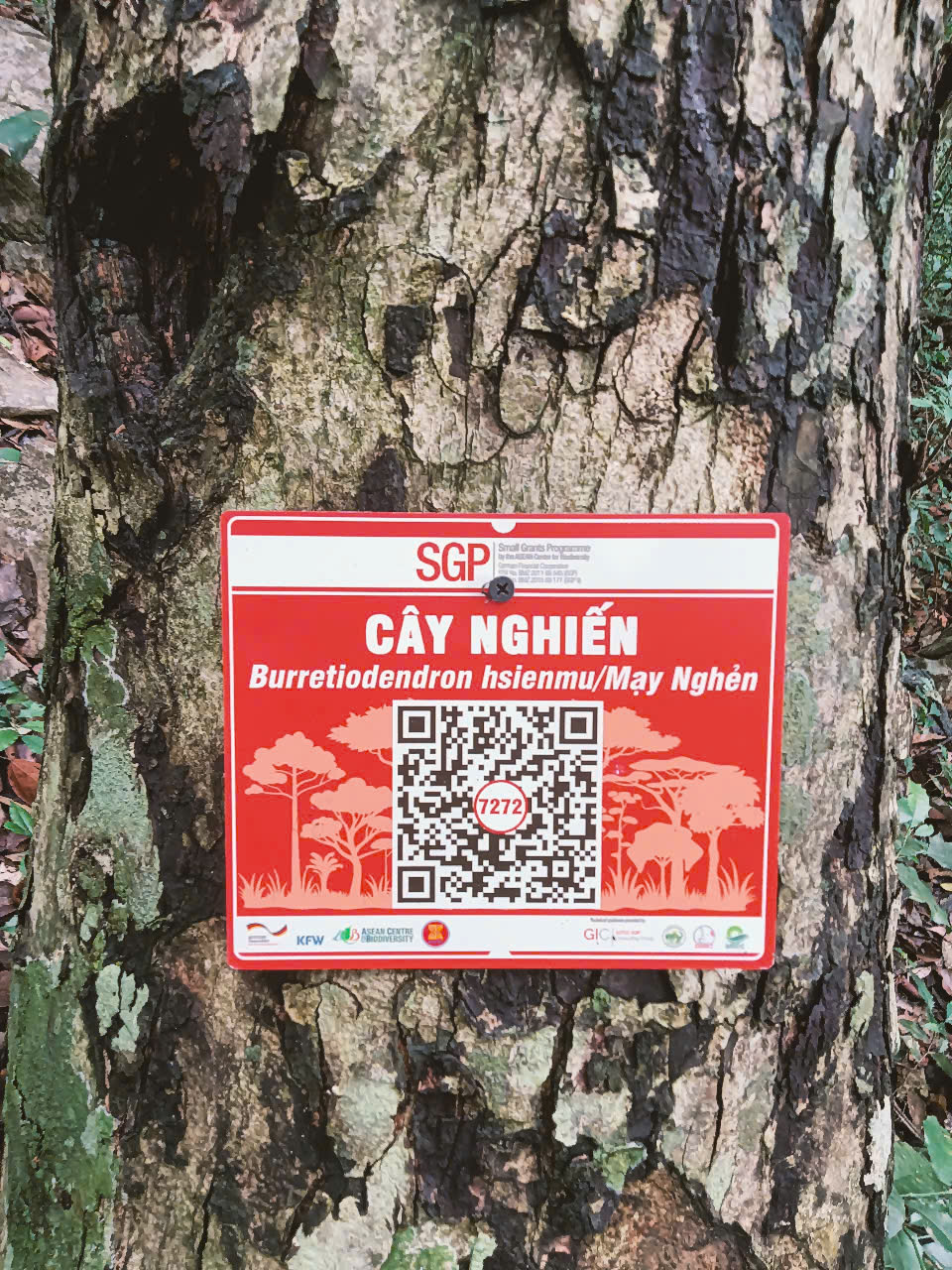 Ảnh cây