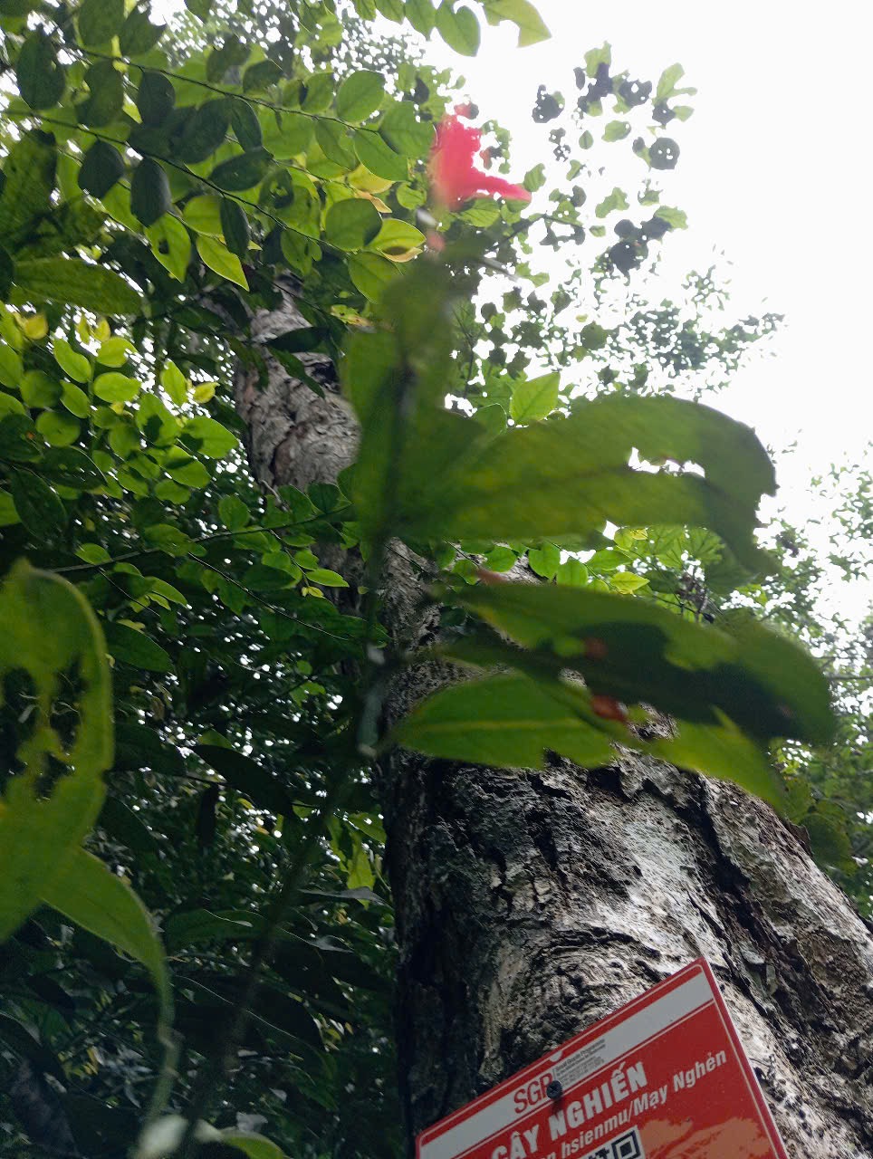 Ảnh cây