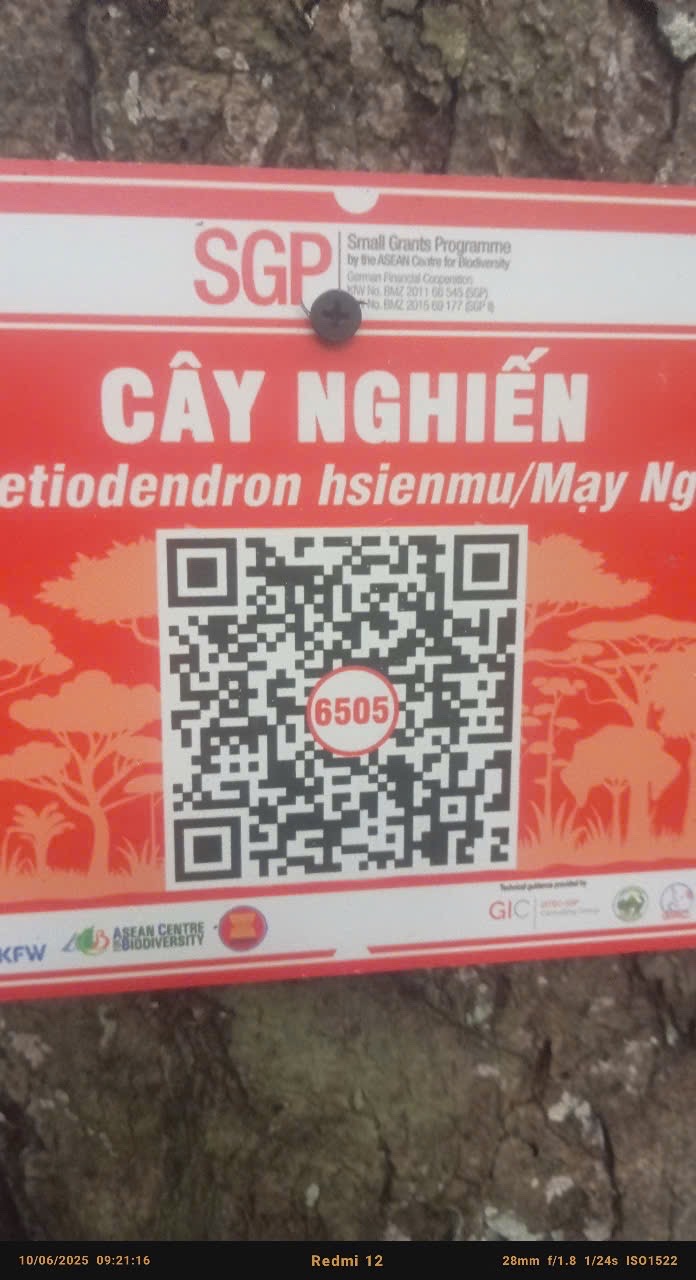 Ảnh cây