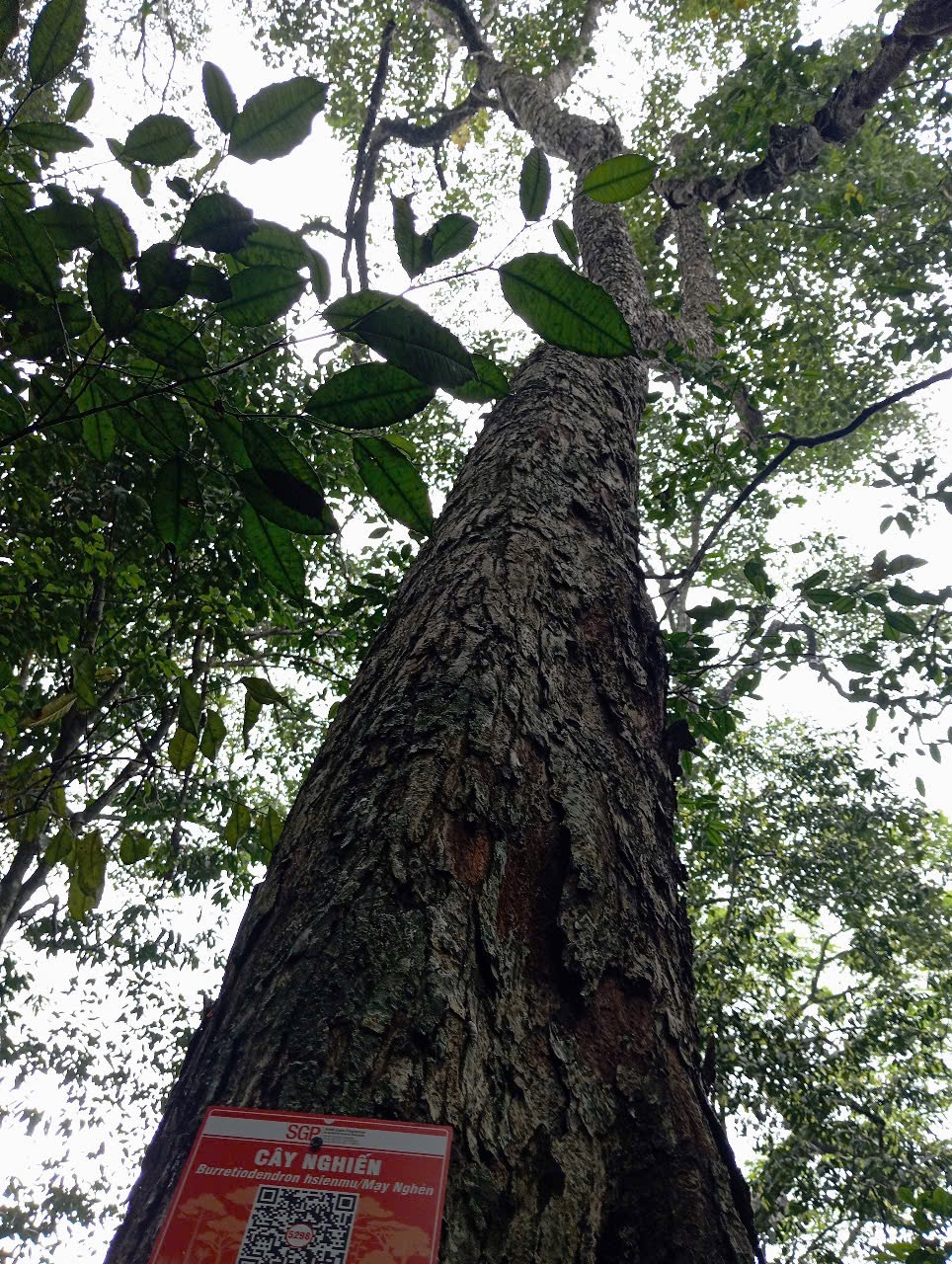 Ảnh cây