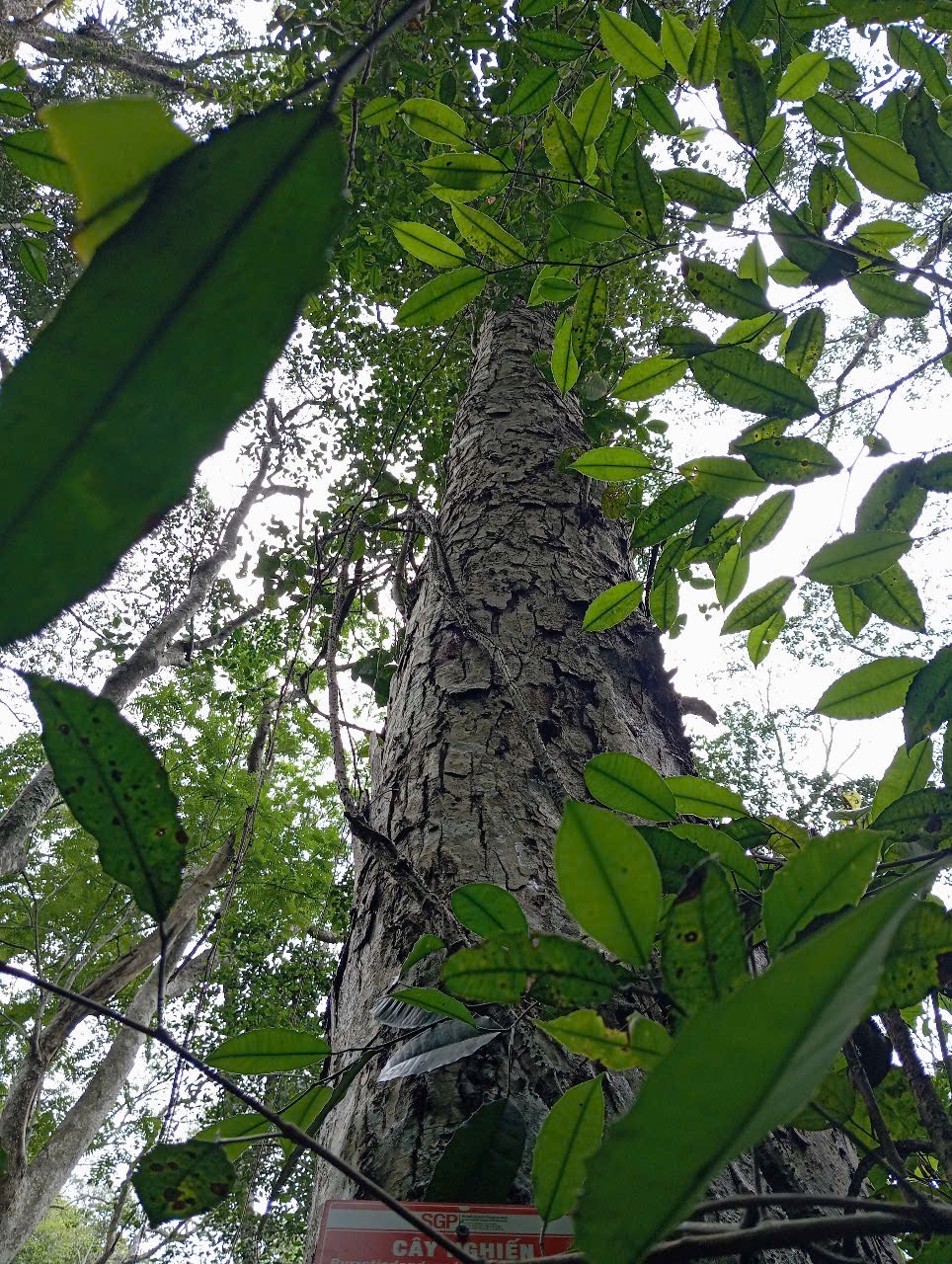 Ảnh cây