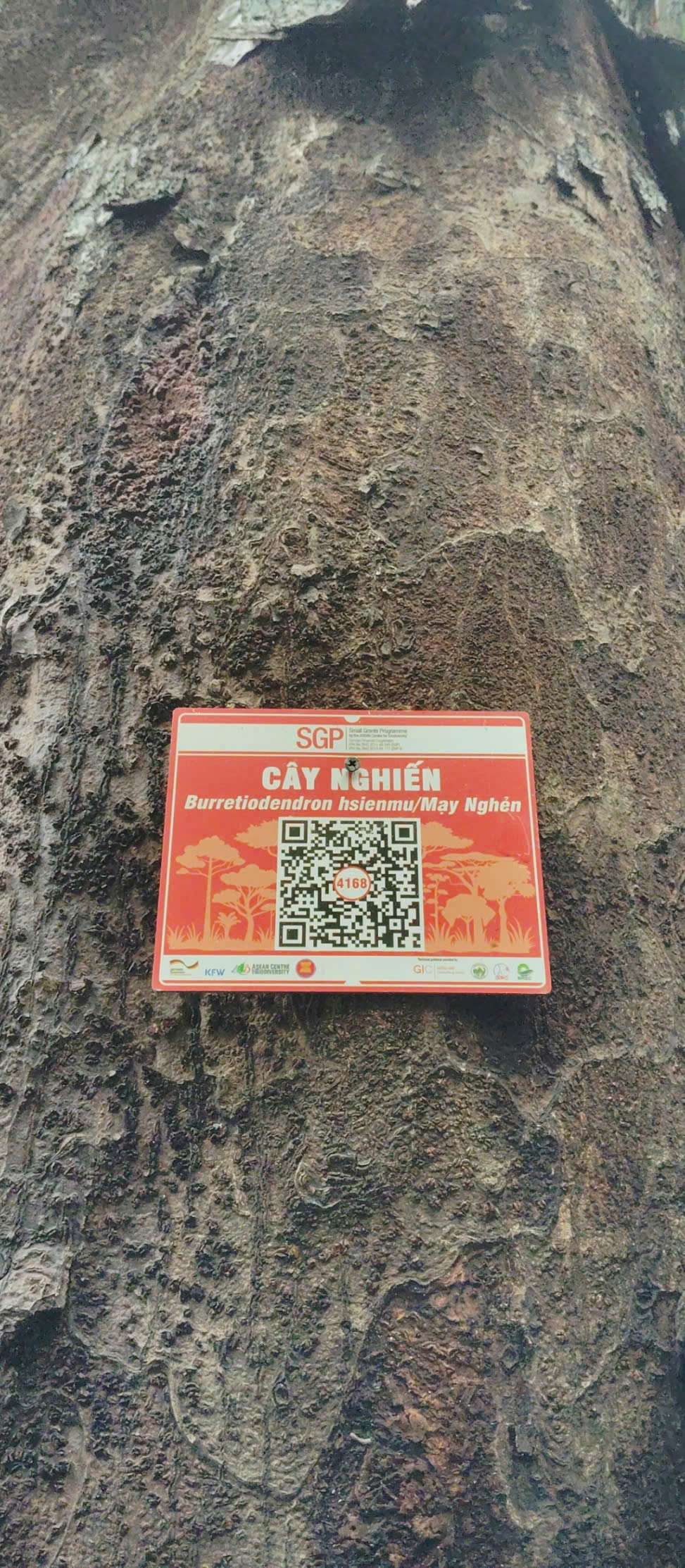 Ảnh cây