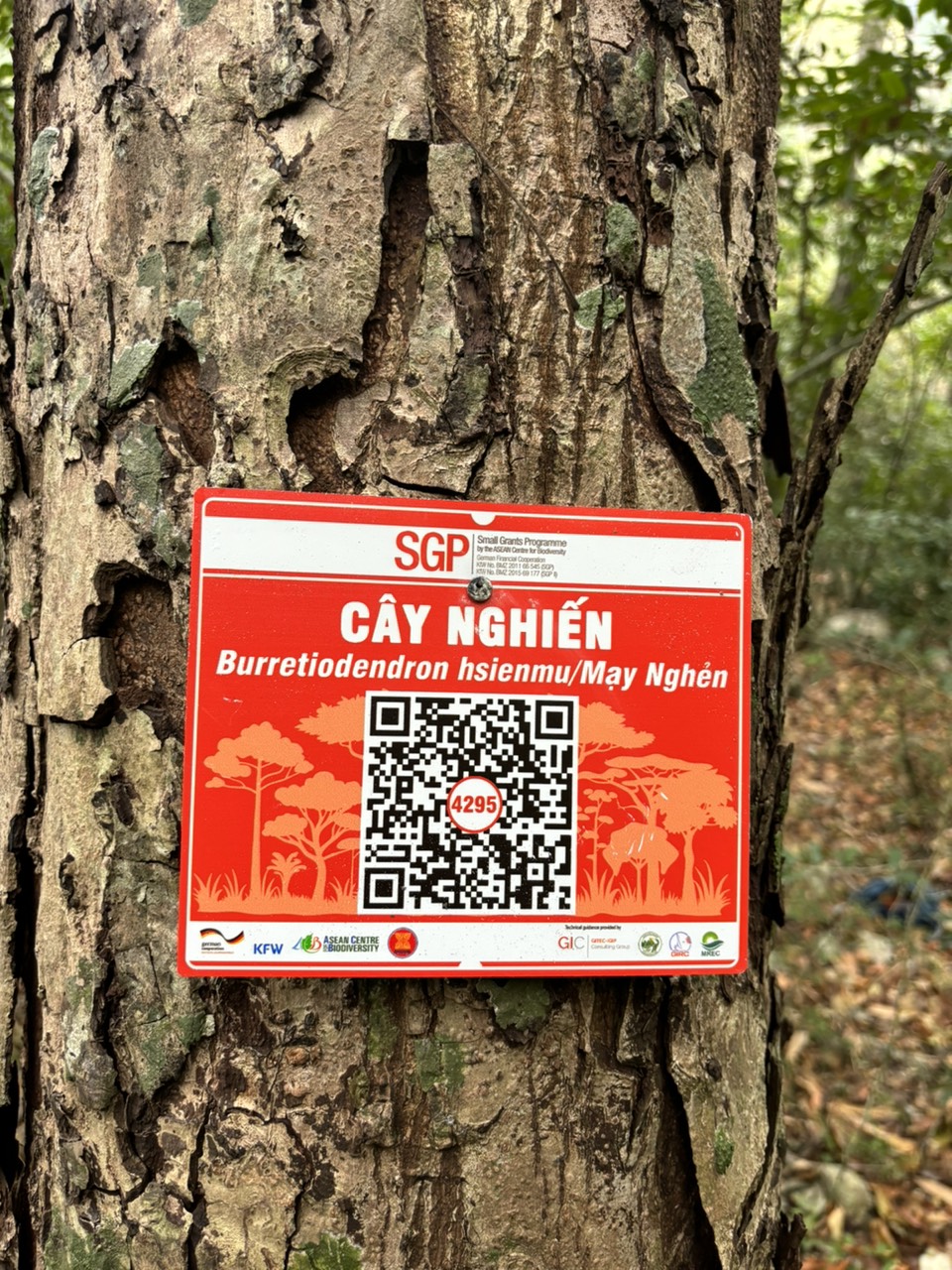 Ảnh cây