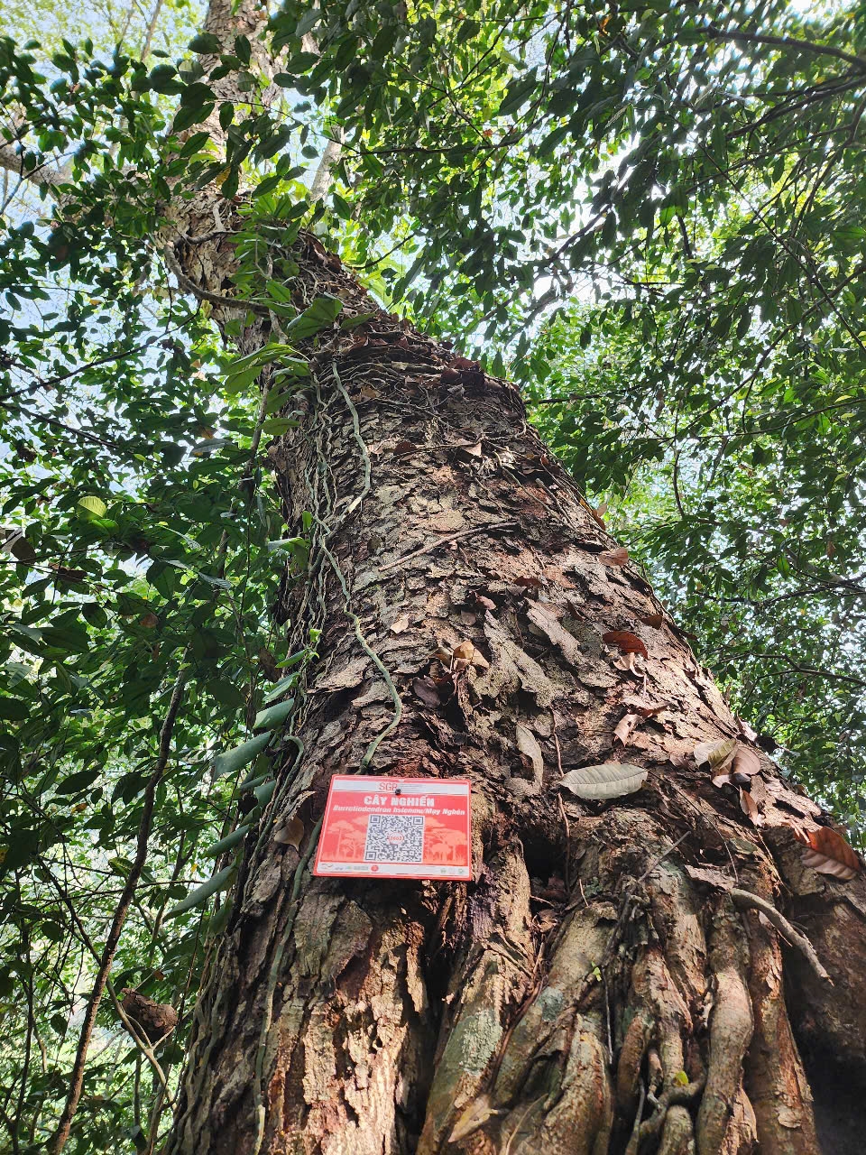 Ảnh cây