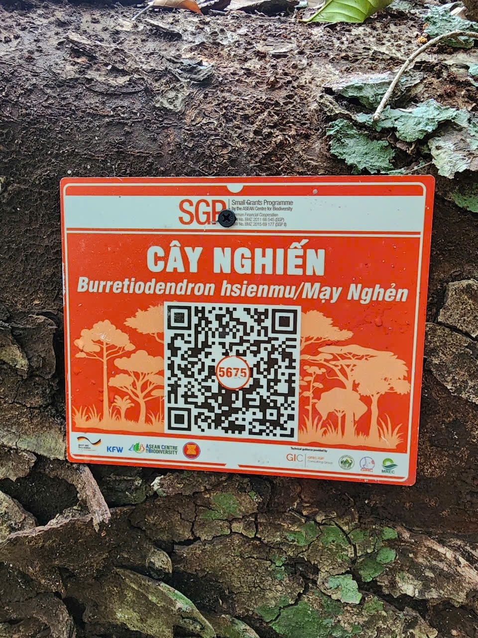 Ảnh cây