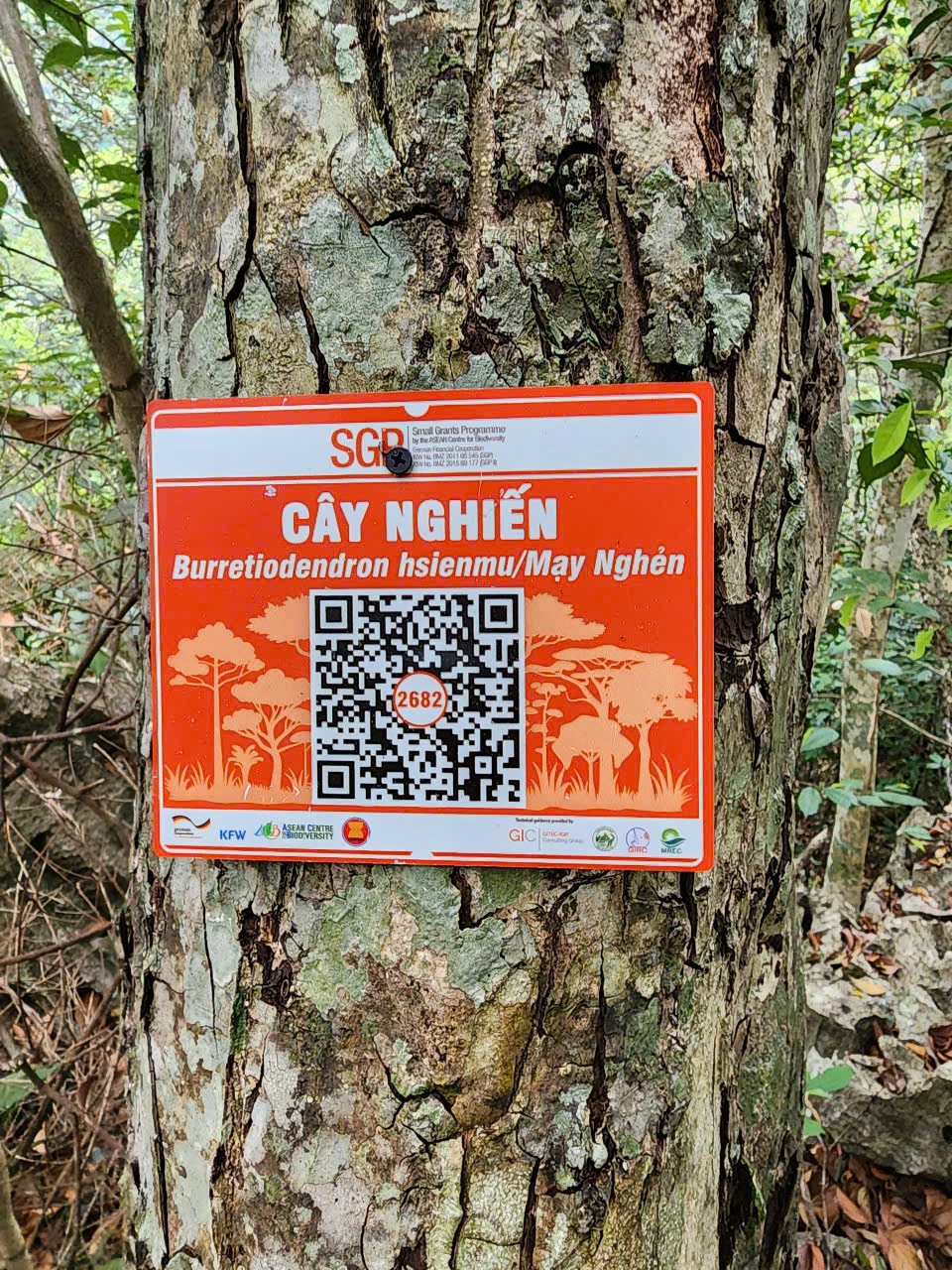 Ảnh cây