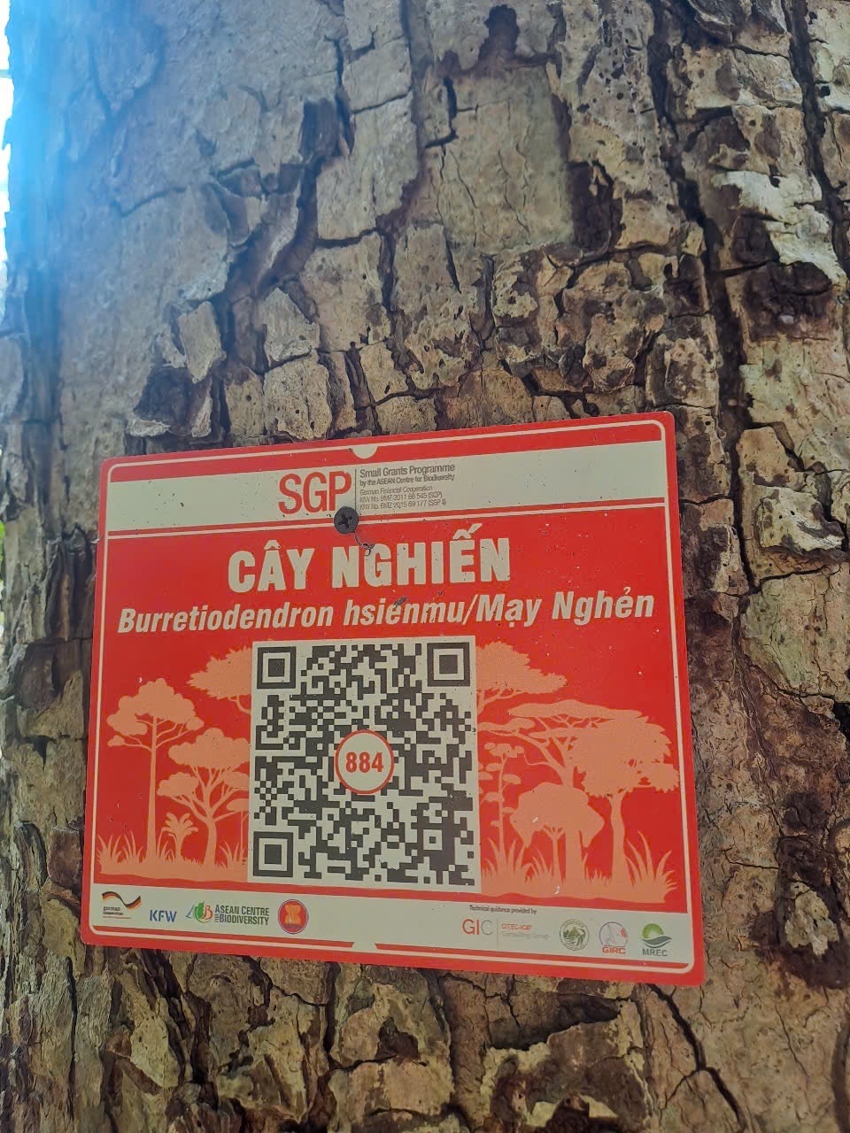 Ảnh cây