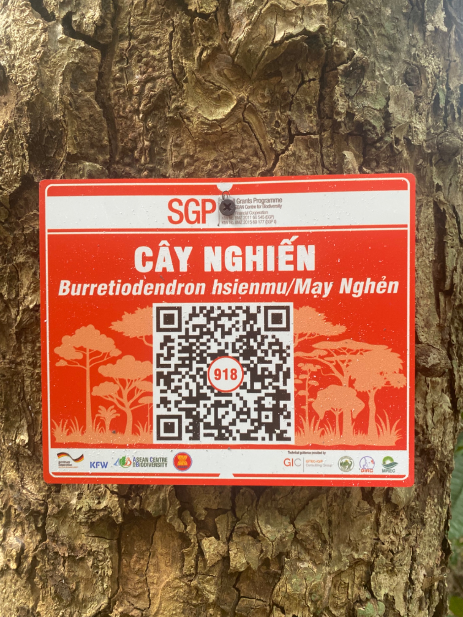 Ảnh cây