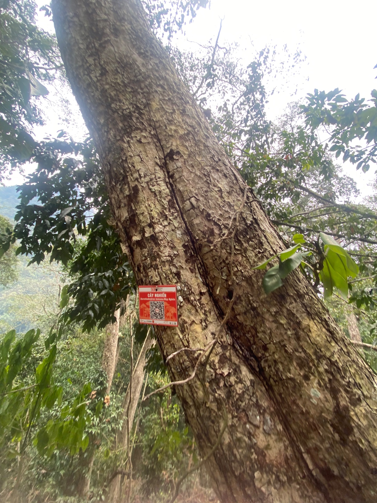 Ảnh cây
