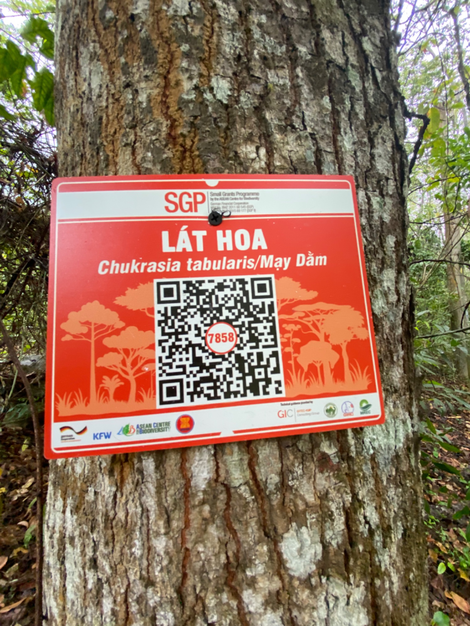 Lát hoa