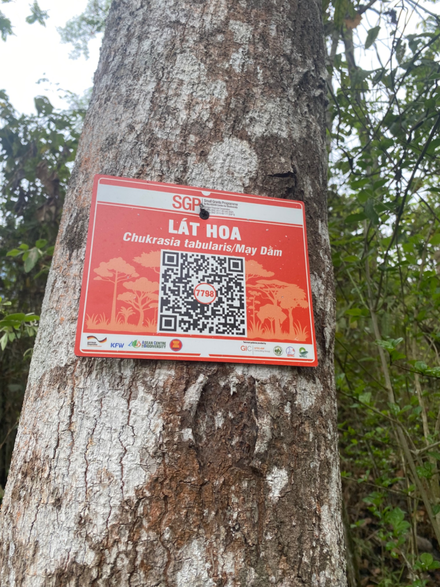 Lát hoa