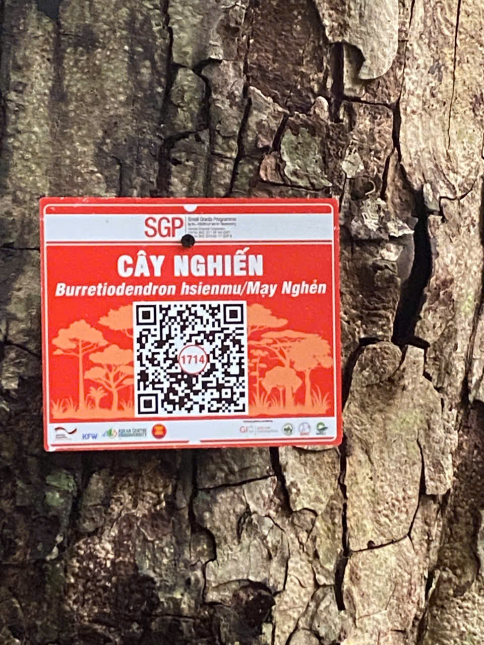 Ảnh cây