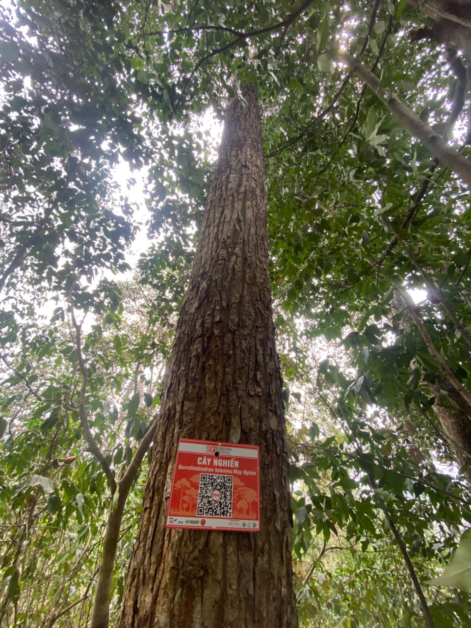 Ảnh cây