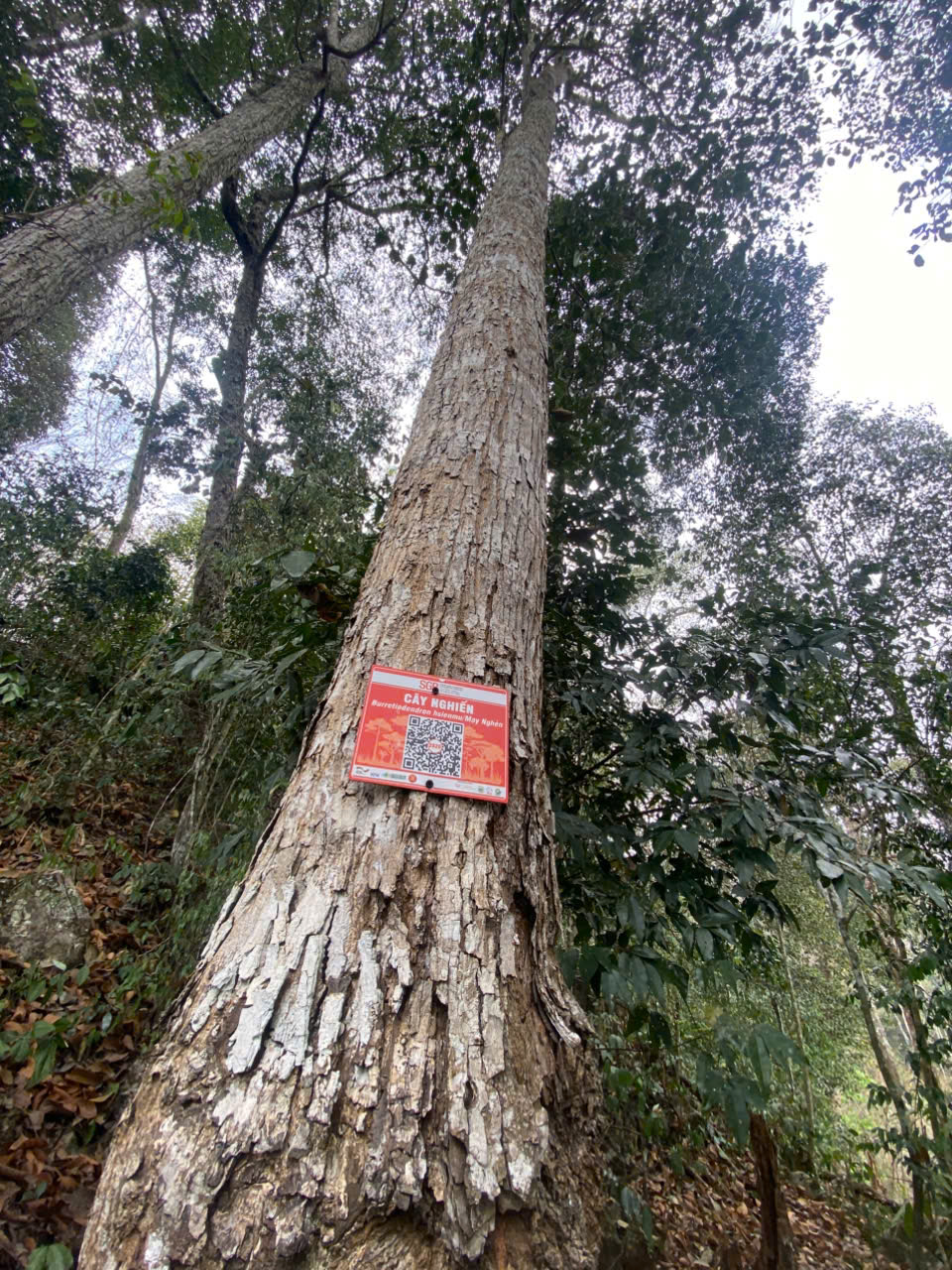 Ảnh cây