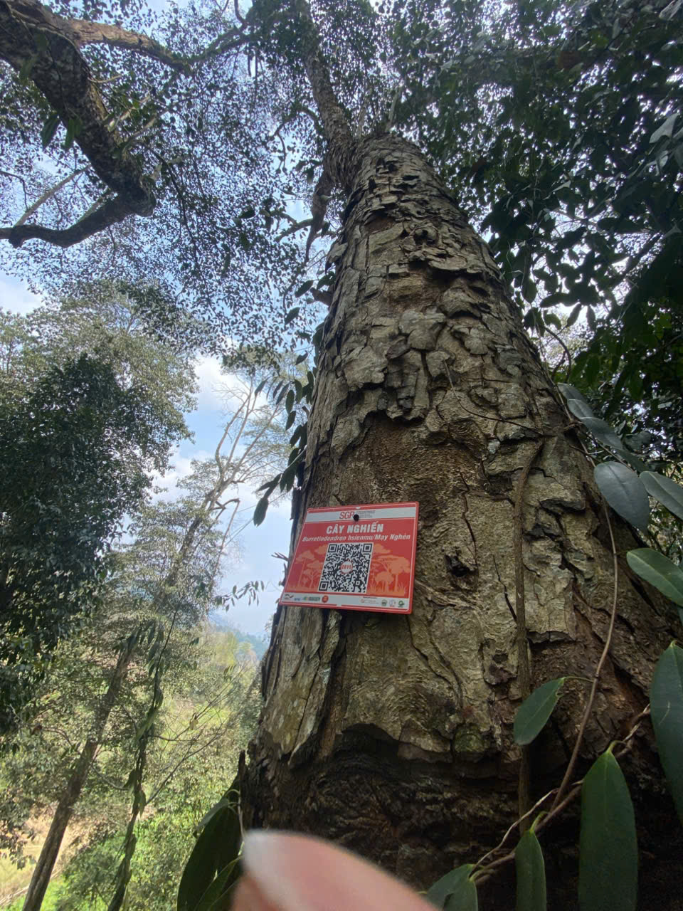 Ảnh cây
