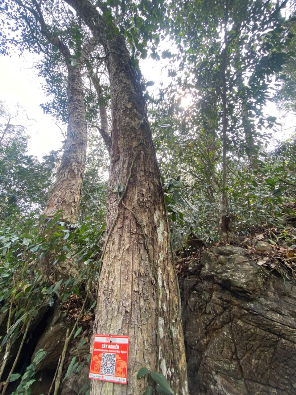 Ảnh cây